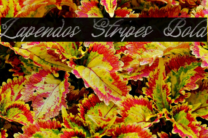 Lapendos Stripes Bold Example 2