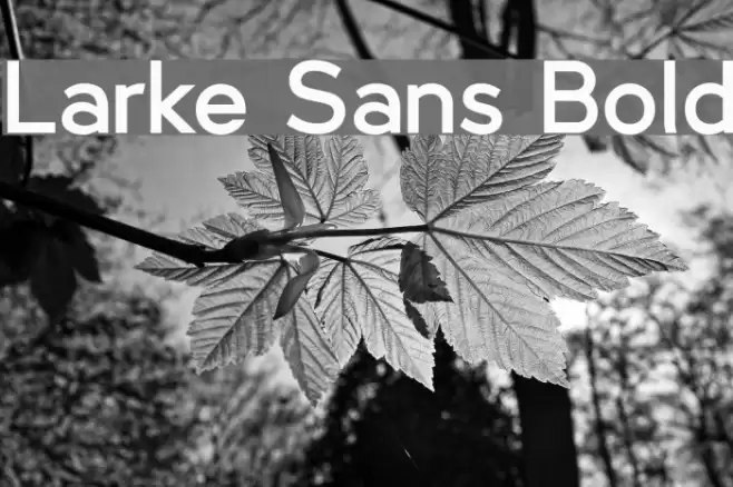 Larke Sans Bold Font examples
