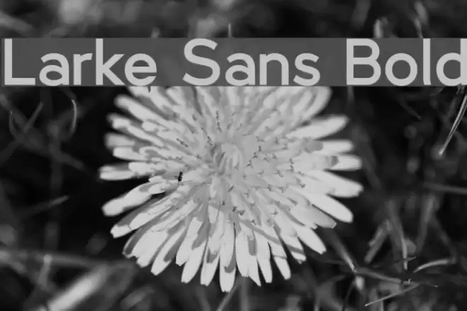 Larke Sans Bold Font examples