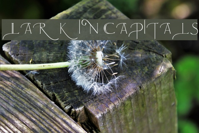 Larkin Capitals Font examples