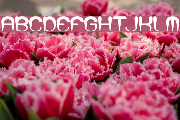 Larkspur BRK Font examples