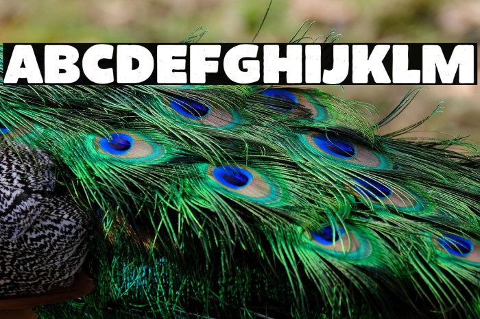 Larrikin-BlackSolidDemo Example 2