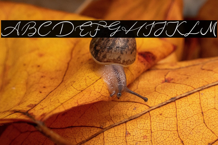 Las Antonio Example 2