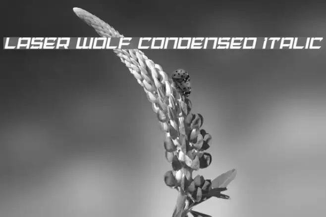 Laser Wolf Condensed Italic Example 3