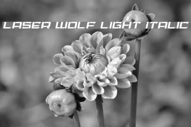 Laser Wolf Light Italic Font examples