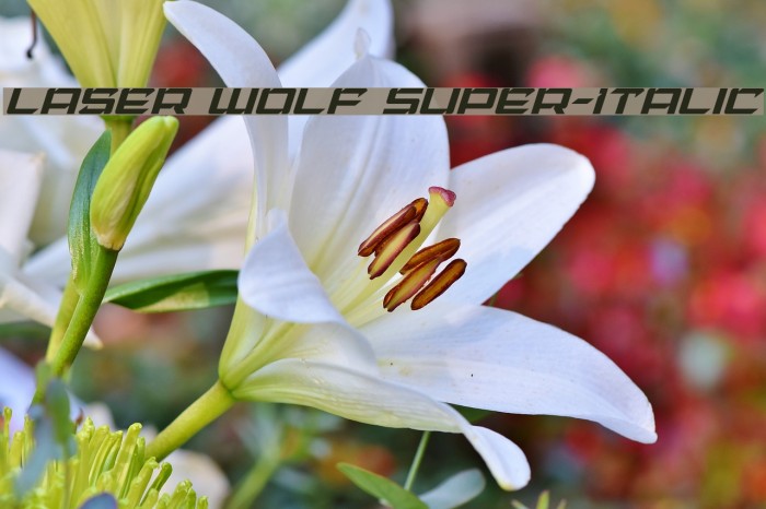 Laser Wolf Super-Italic Font examples