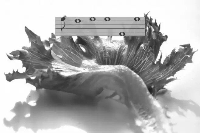 Lassus Font examples