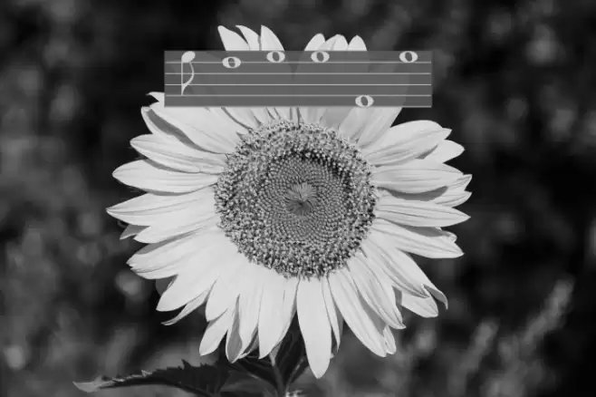 Lassus Font examples