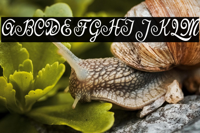 Last Frontier Personal Use  Example 1