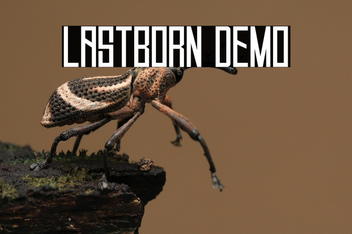 Lastborn Demo Example 3