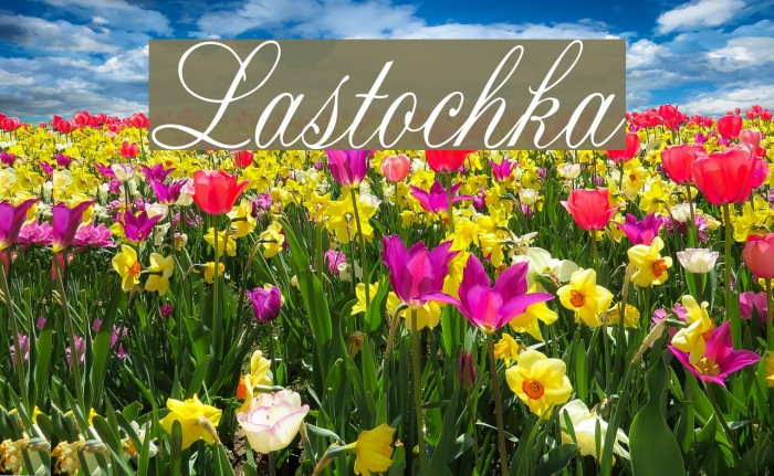 Lastochka Font examples