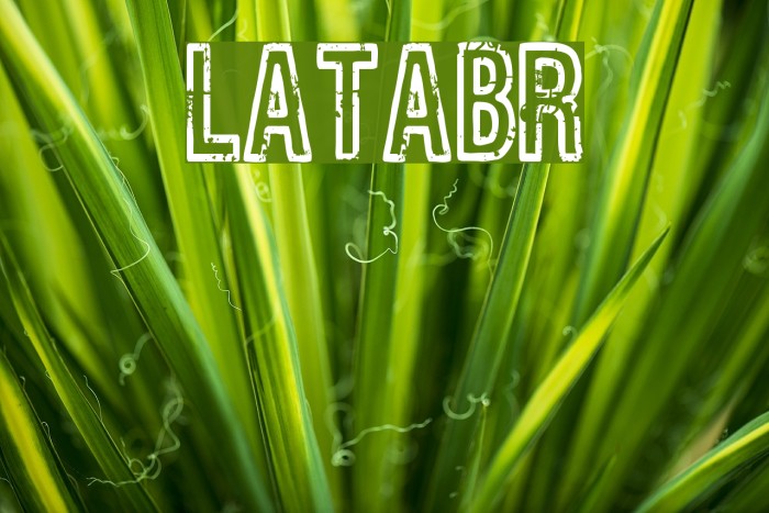 Latabr لخطوط تنزيل examples