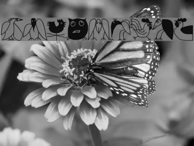 LateBirds Font examples