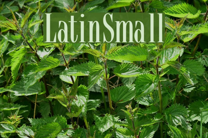 LatinSmall Font examples