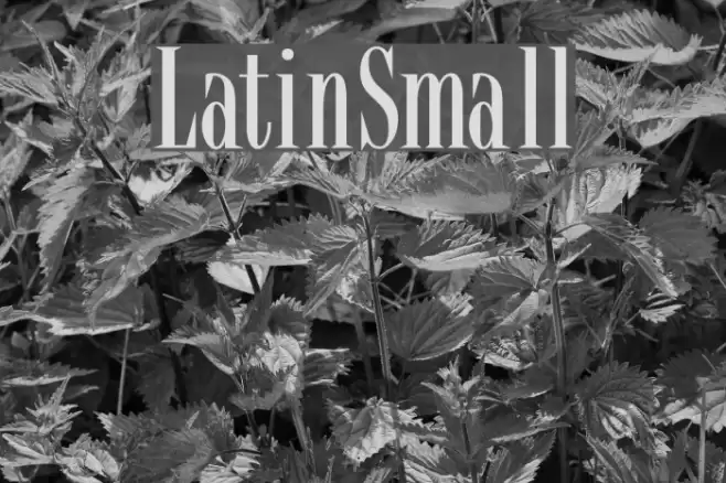 LatinSmall フォント examples