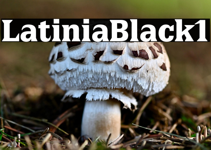 LatiniaBlack1 Example 2