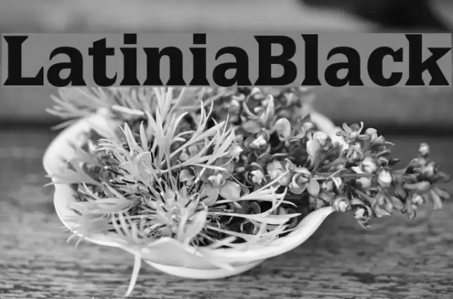 LatiniaBlack Шрифта examples