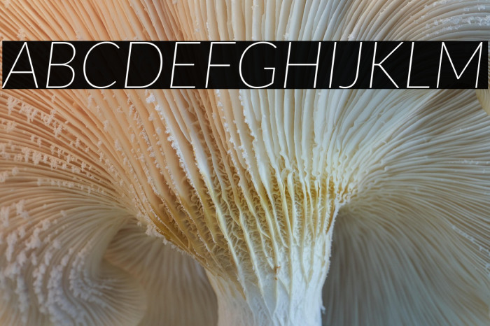 Lato Thin Italic Example 3