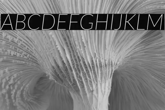 Lato Thin Italic Font examples