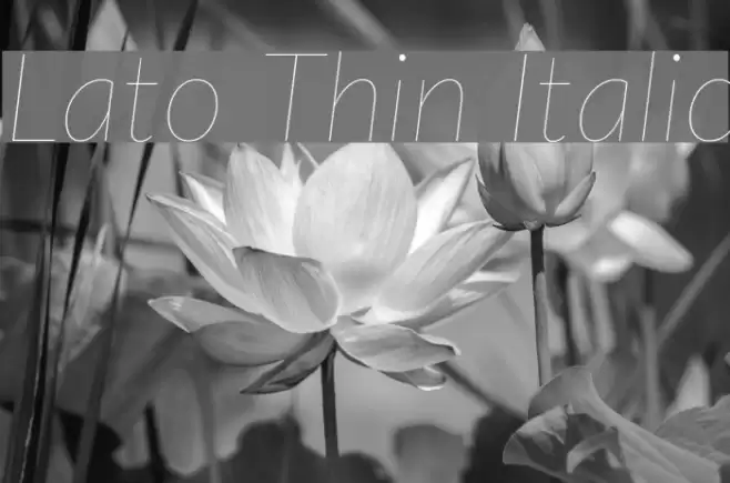 Lato Thin Italic Font examples