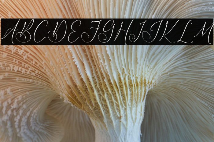 Latteuqeles Example 1