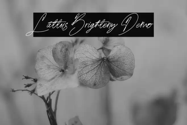 Lattus Brighteny Demo Fuentes examples