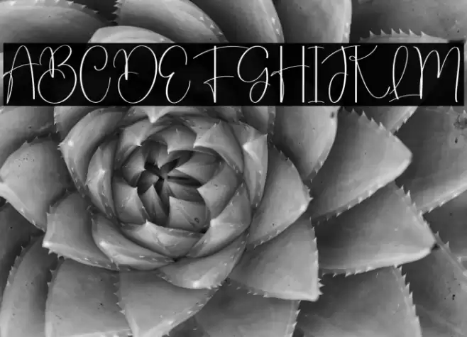 Laundry Schriftart examples