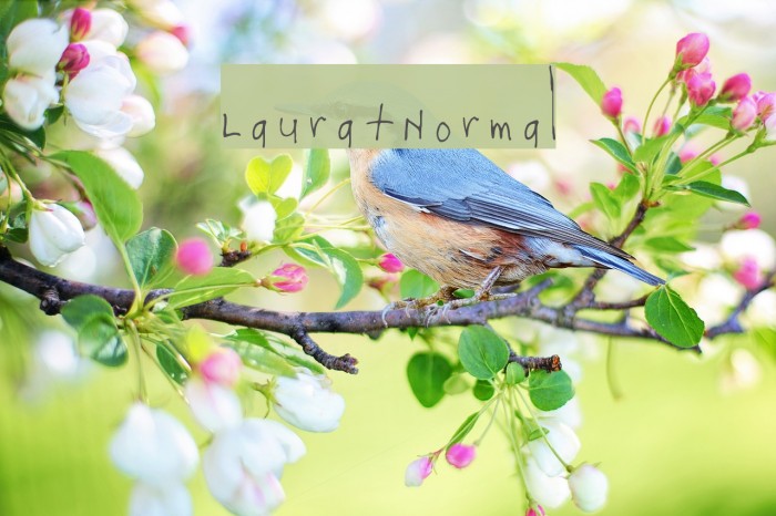 Laura-Normal Font examples