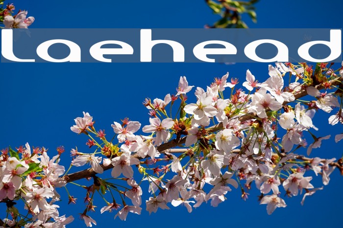 LaureHead Font examples