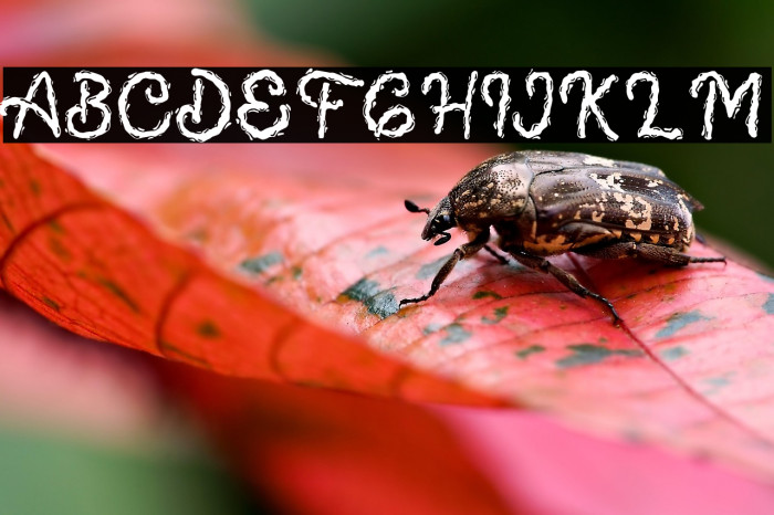 LavaCookiesDEMO-Regular Example 2