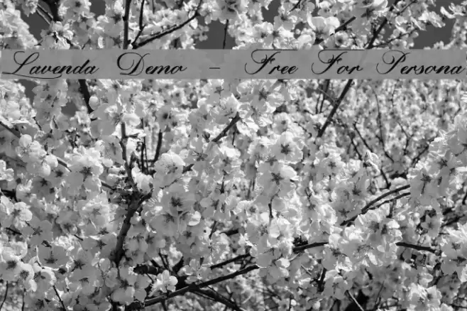 Lavenda Demo - Free For Persona Font examples