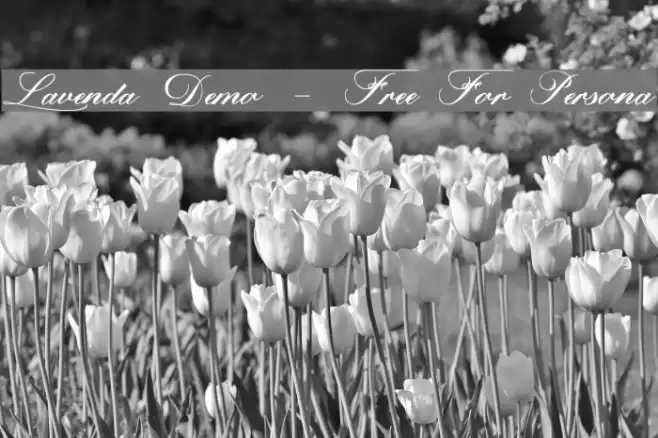 Lavenda Demo - Free For Persona Font examples