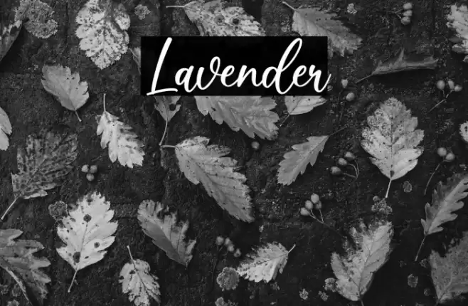 Lavender Fonte examples