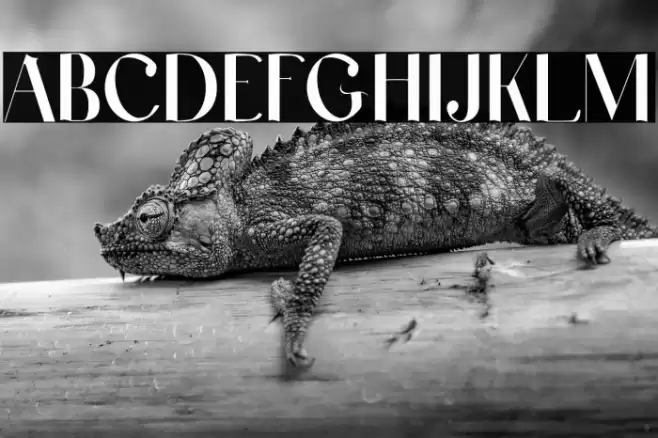 Laxical Font examples