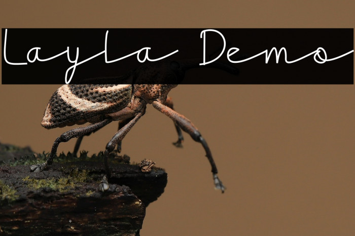 Layla Demo Example 2