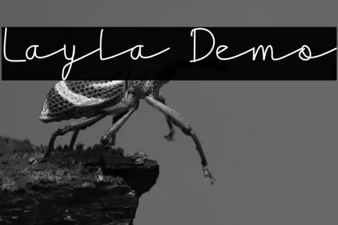Layla Demo Font examples