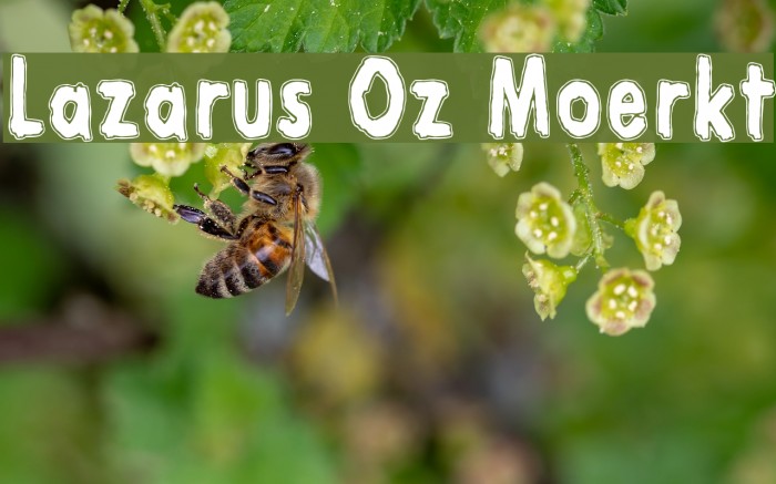 Lazarus Oz Moerkt Caratteri examples