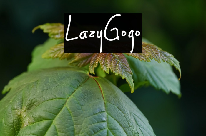 LazyGogo Example 3
