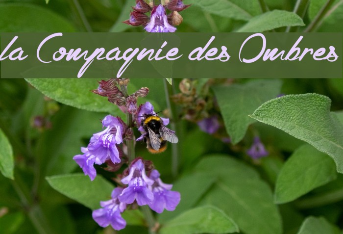 la Compagnie des Ombres Font examples