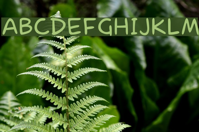 laCartoonerie Font examples