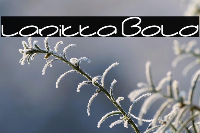 lanitta Bold Example 1