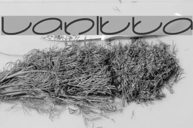 lanitta Font examples