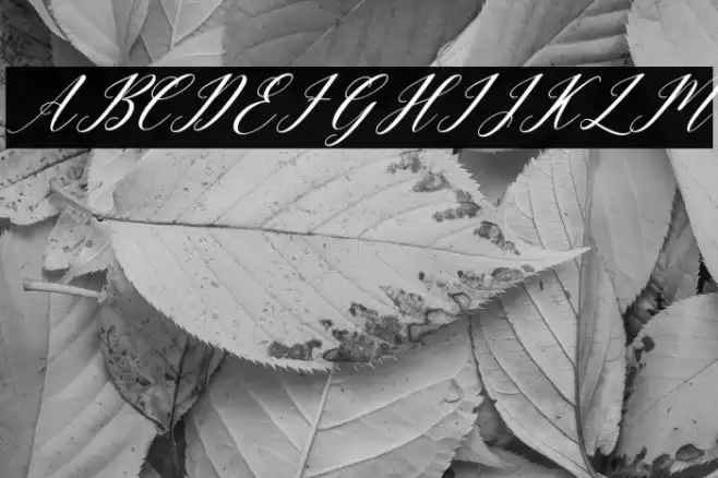 lastnight Font examples