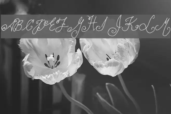 lauralinda Font examples