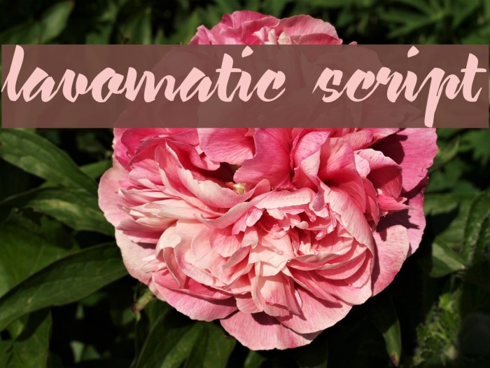 lavomatic script Font examples
