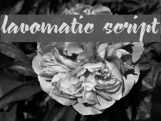 lavomatic  script Font examples