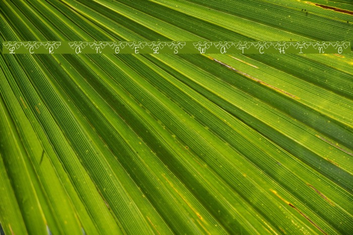 LCR Angels Watching Example 2