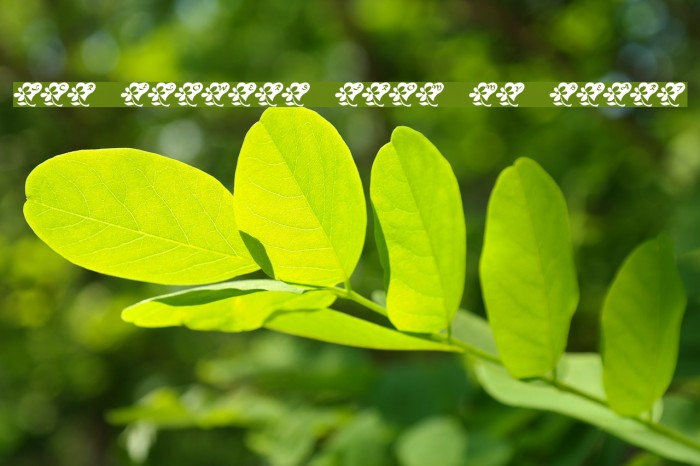 LCR Flowers From My Heart Font examples