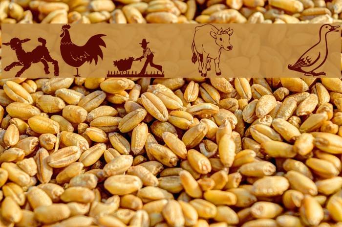 LCR On the Farm Font examples