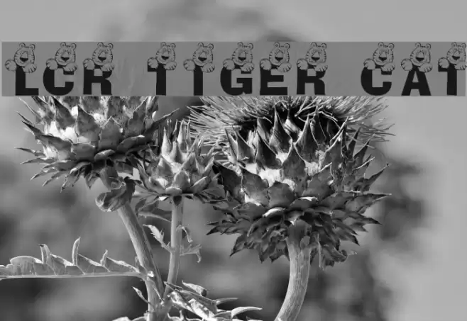 LCR Tiger Cat Font examples